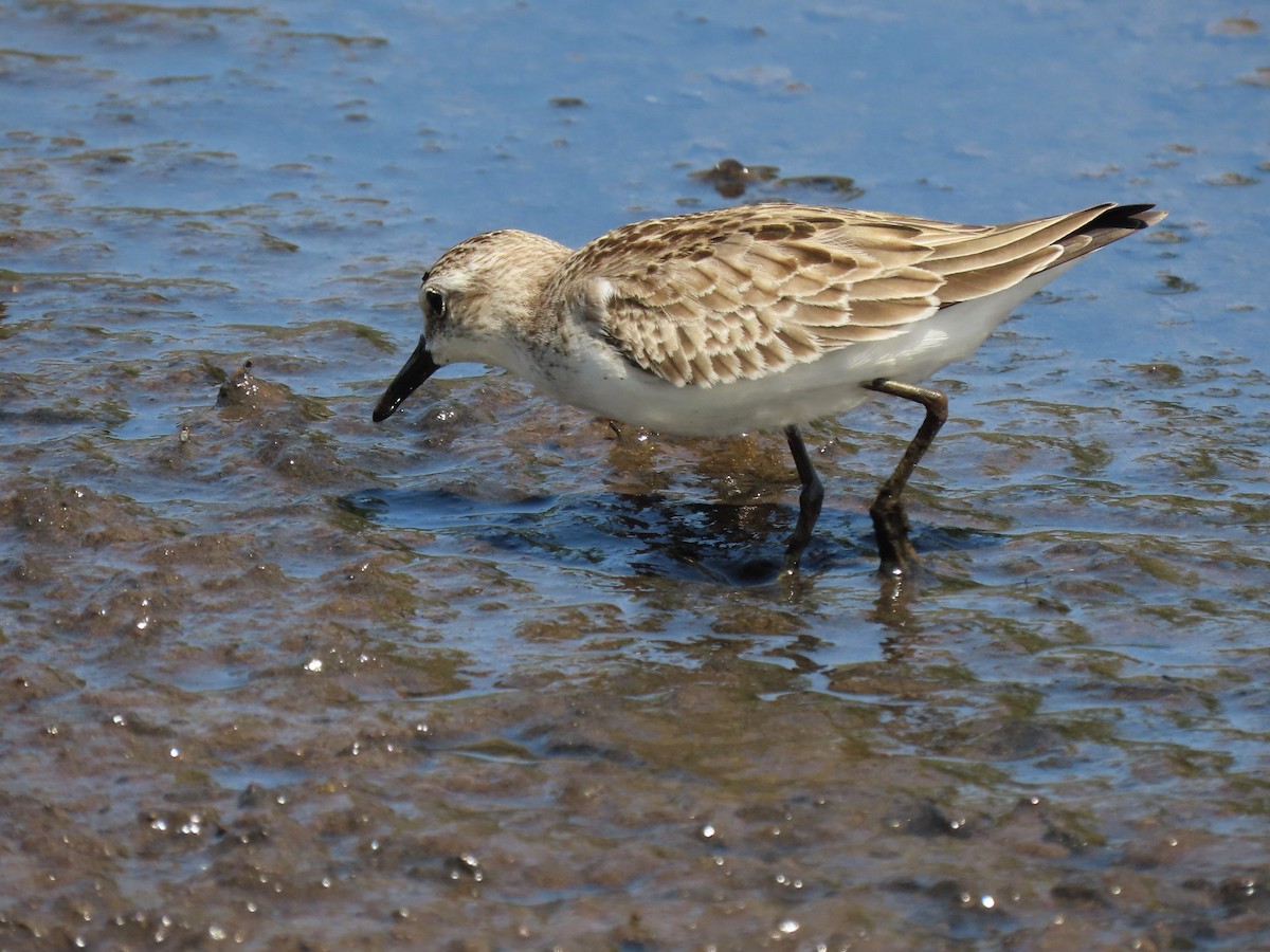 Semipalmated Sandpiper - Hugo Foxonet