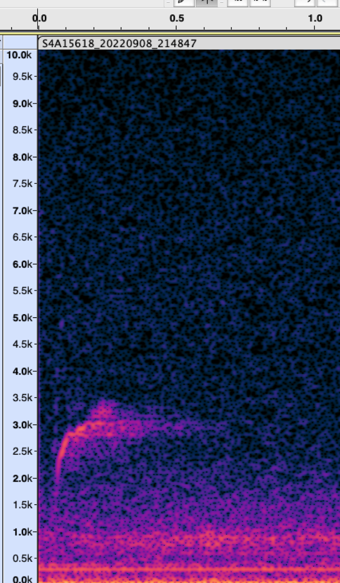 Zwergmusendrossel - ML620258184