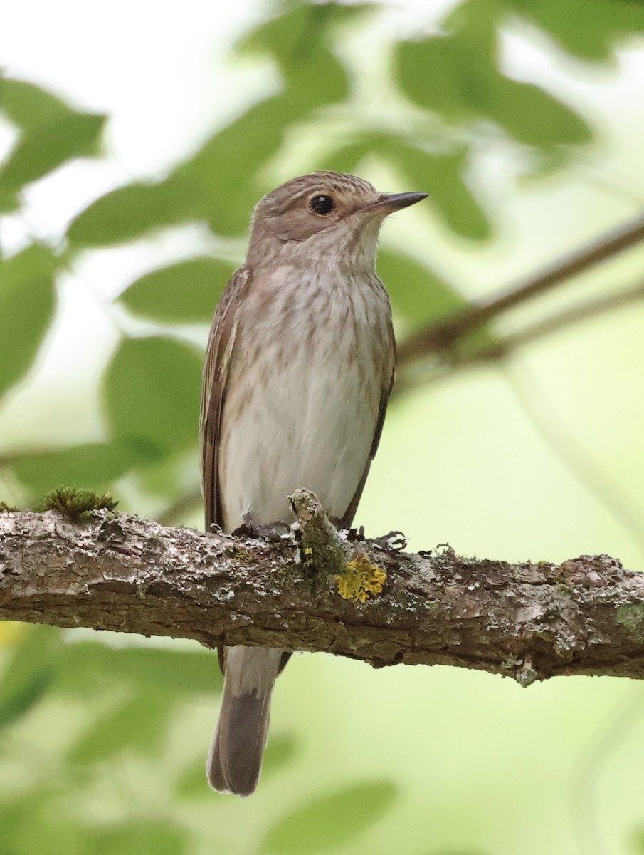 Spotted Flycatcher - ML620258196