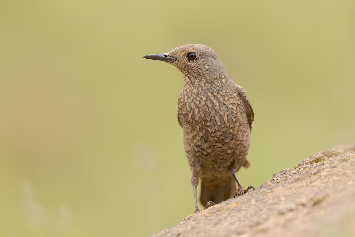 Blue Rock-Thrush - ML620258199