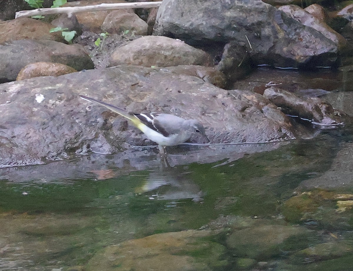 Gray Wagtail - ML620258202