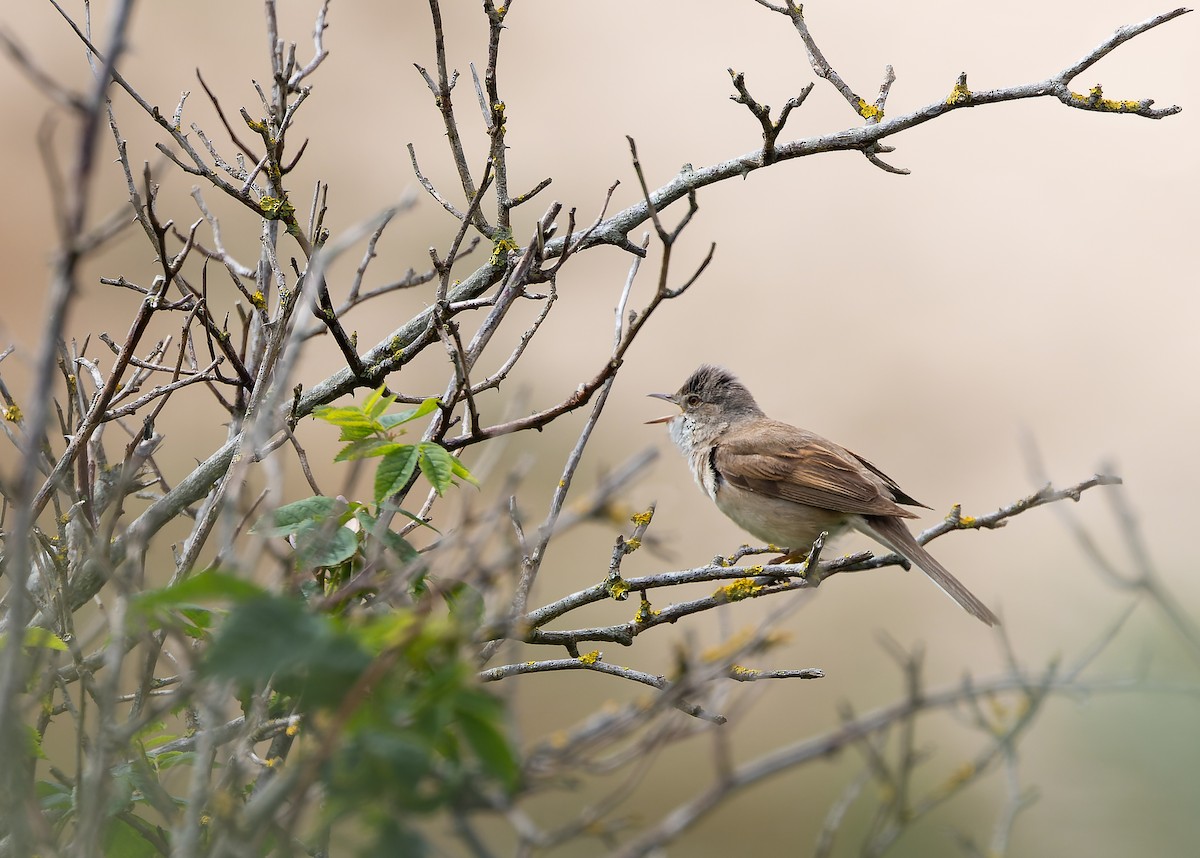 Greater Whitethroat - ML620258205