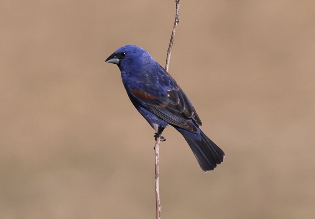 Blue Grosbeak - ML620258211