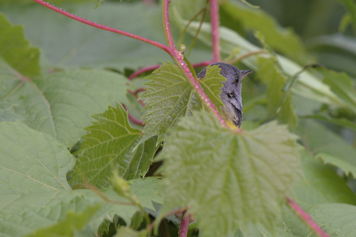 Mourning Warbler - ML620258217