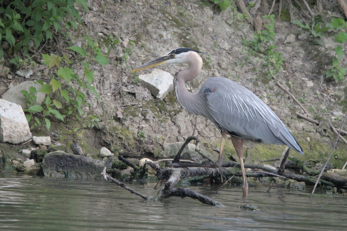 Great Blue Heron - ML620258225