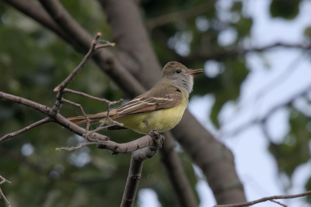 Great Crested Flycatcher - ML620258228
