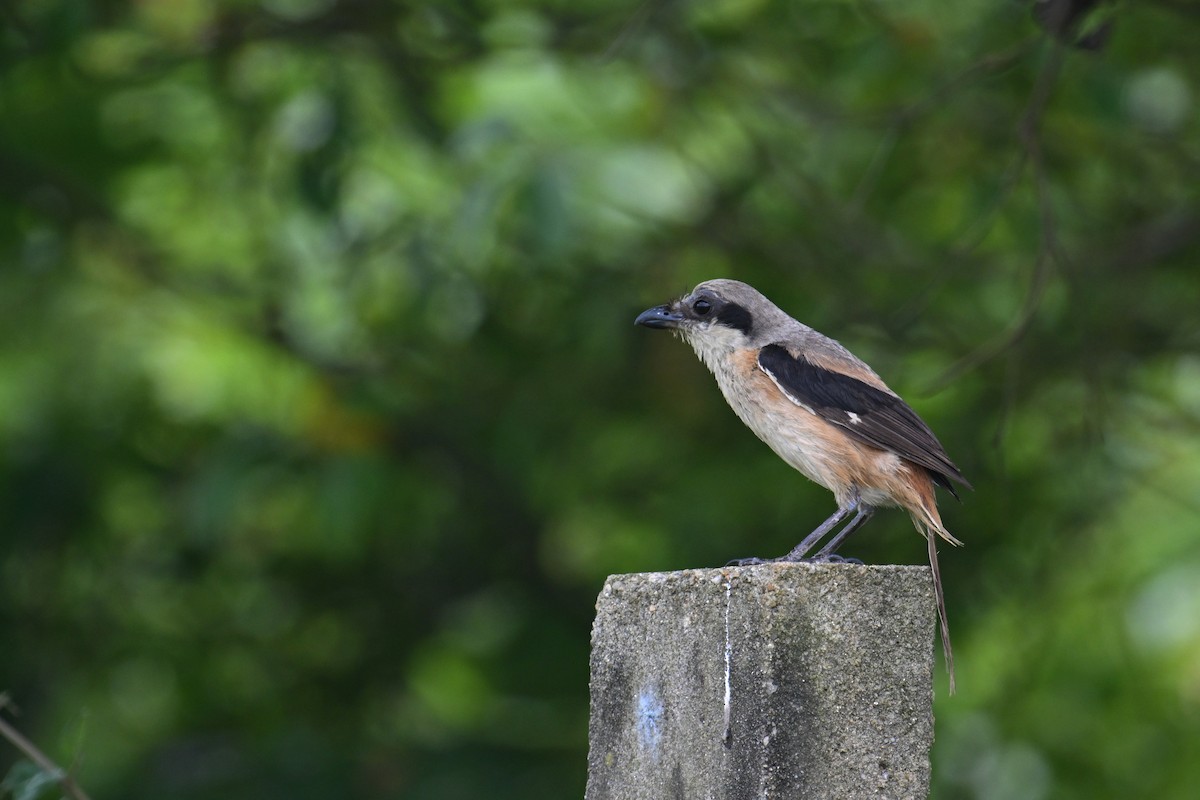 Long-tailed Shrike (schach) - ML620258231