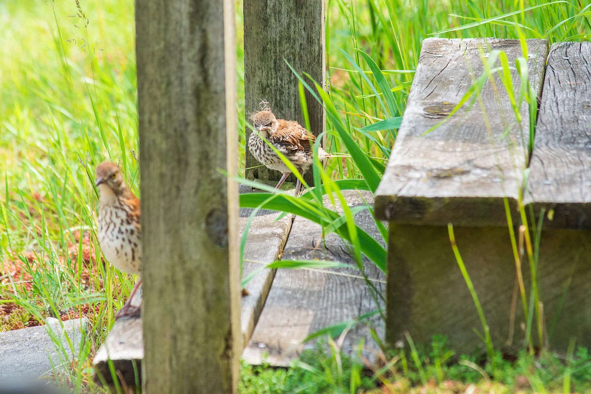 Brown Thrasher - ML620258234