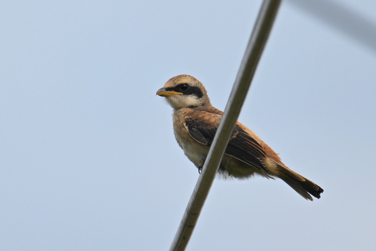 Long-tailed Shrike (schach) - ML620258238