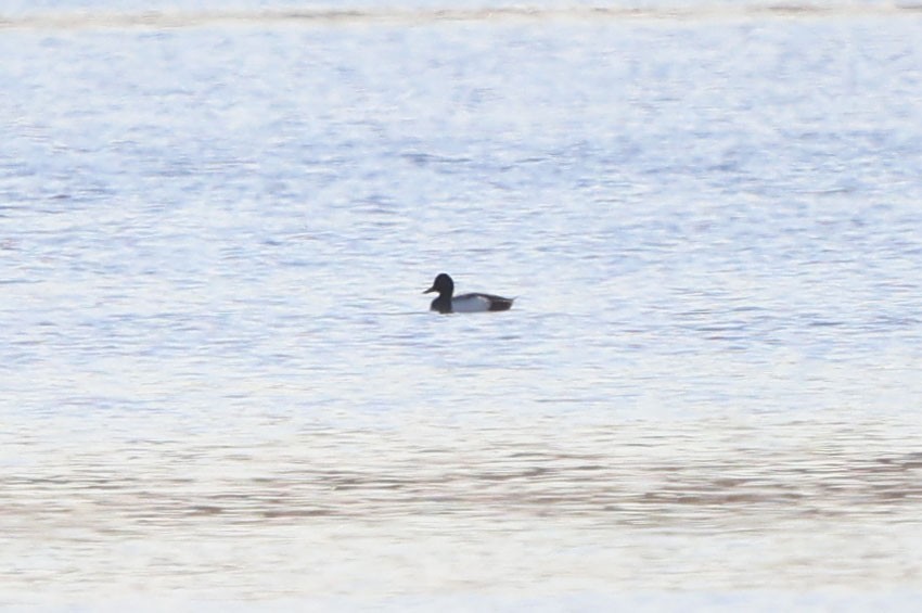 Lesser Scaup - ML620258240