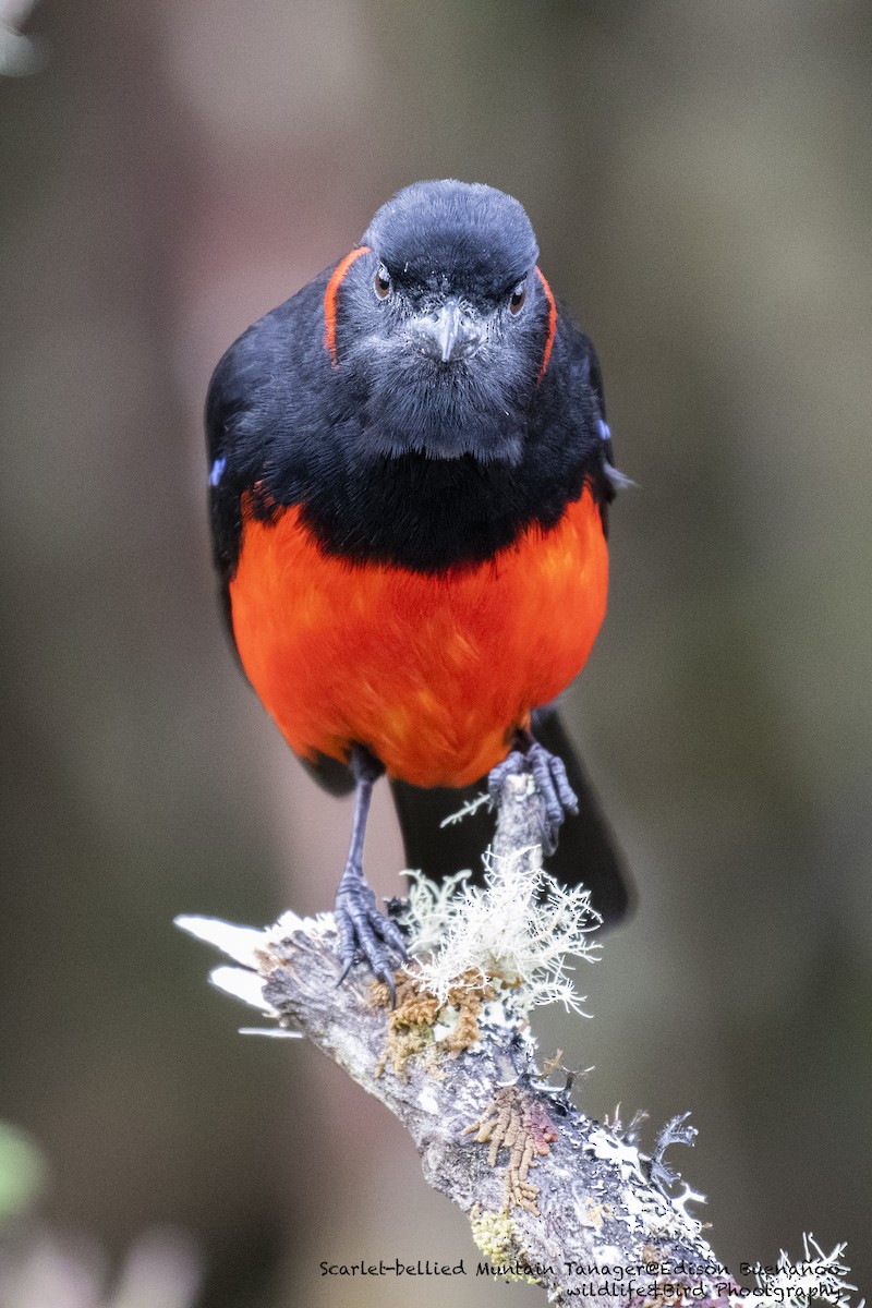 Scarlet-bellied Mountain Tanager - ML620258242