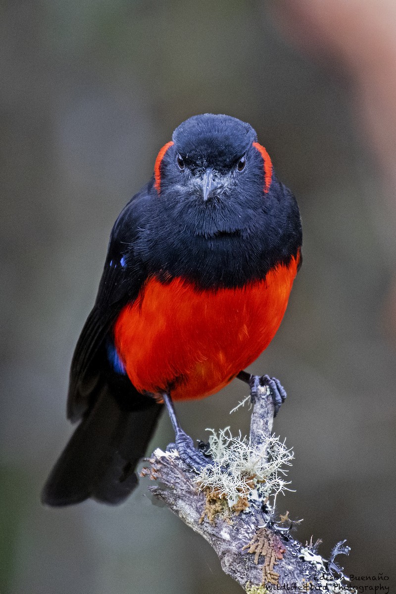Scarlet-bellied Mountain Tanager - ML620258243
