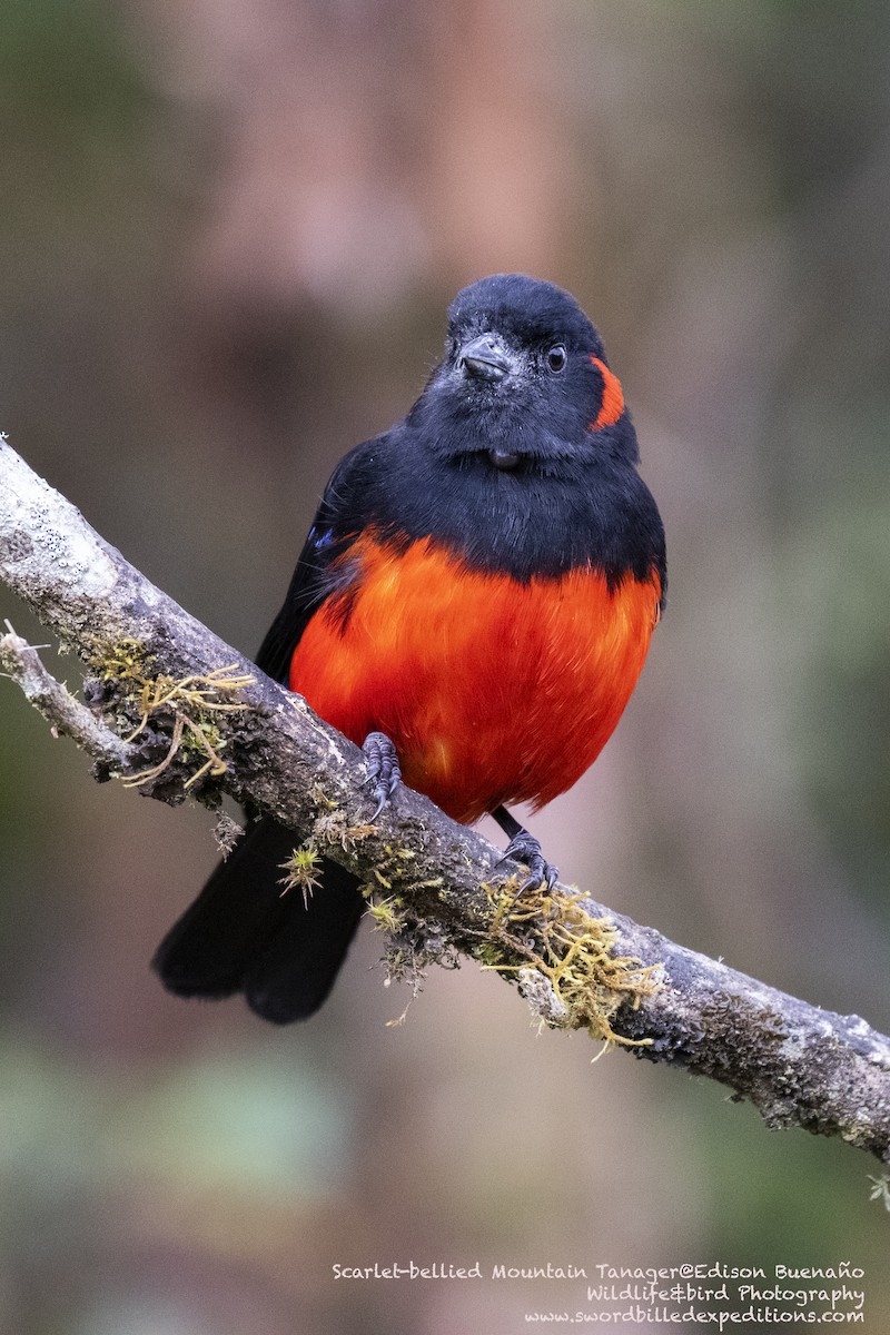 Scarlet-bellied Mountain Tanager - ML620258244