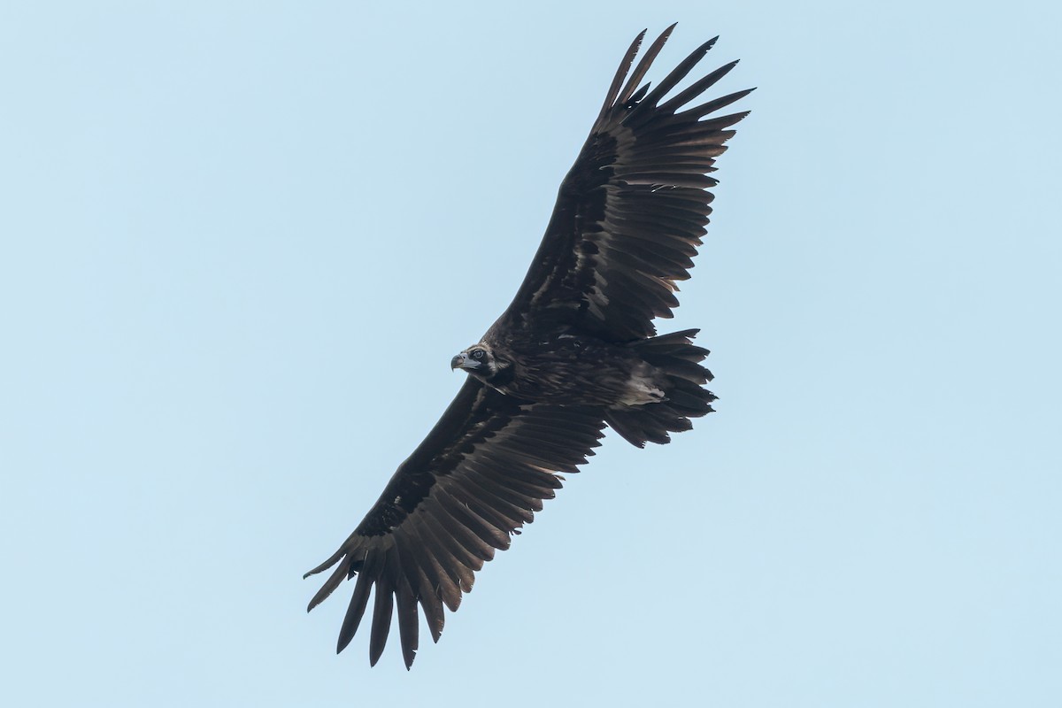 Cinereous Vulture - ML620258247