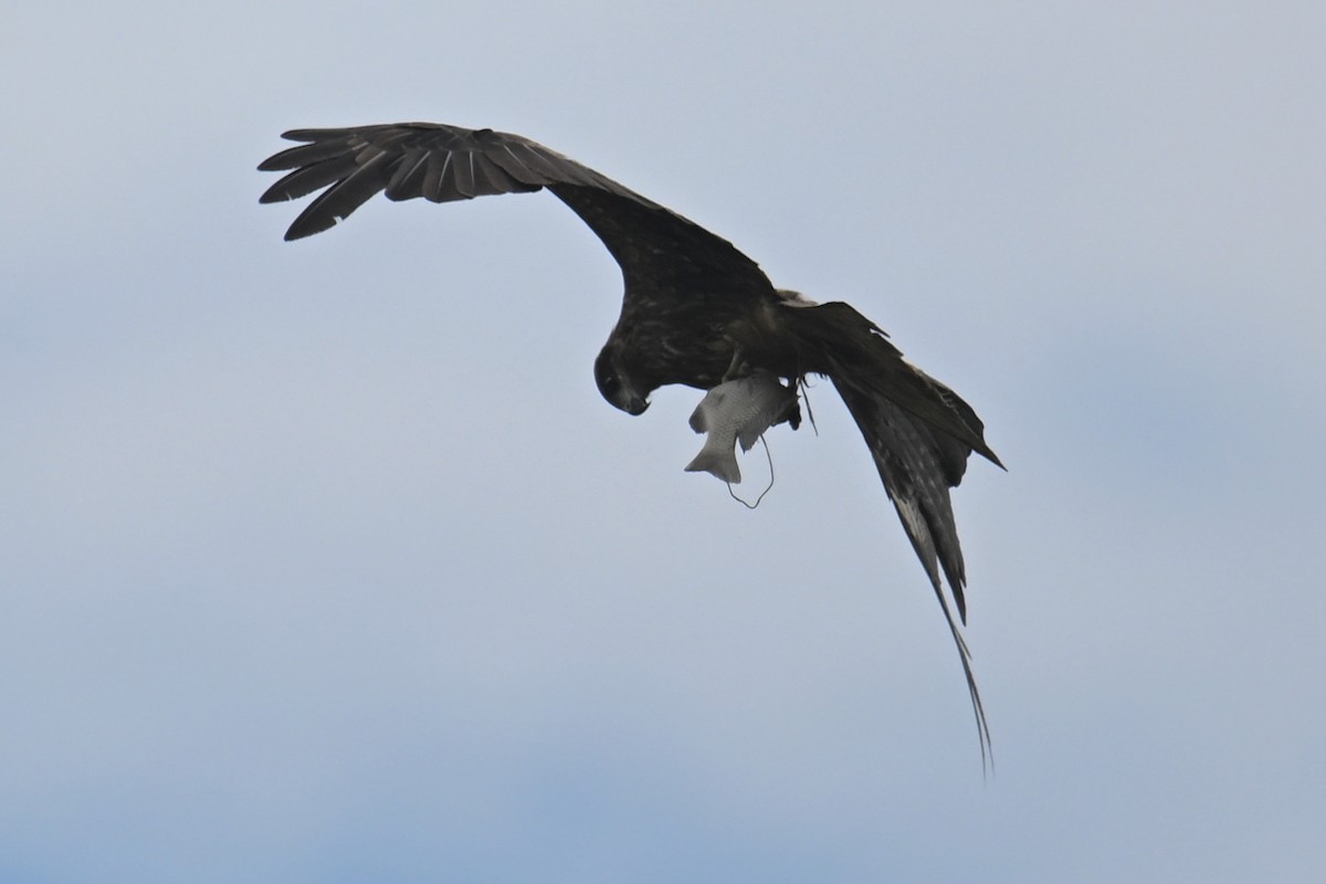 黑鳶 - ML620258251