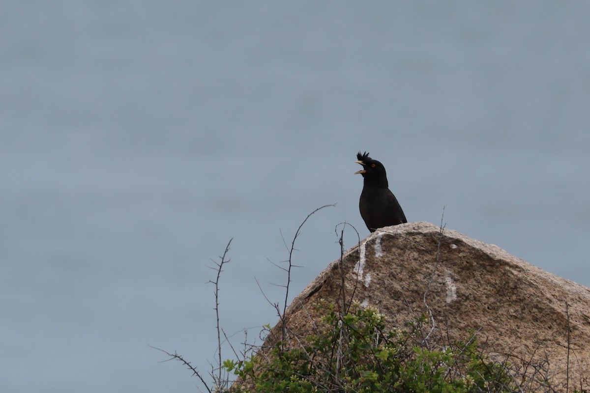 Crested Myna - ML620258255