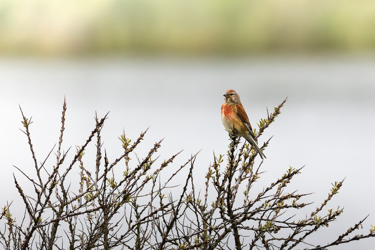 Eurasian Linnet - ML620258258