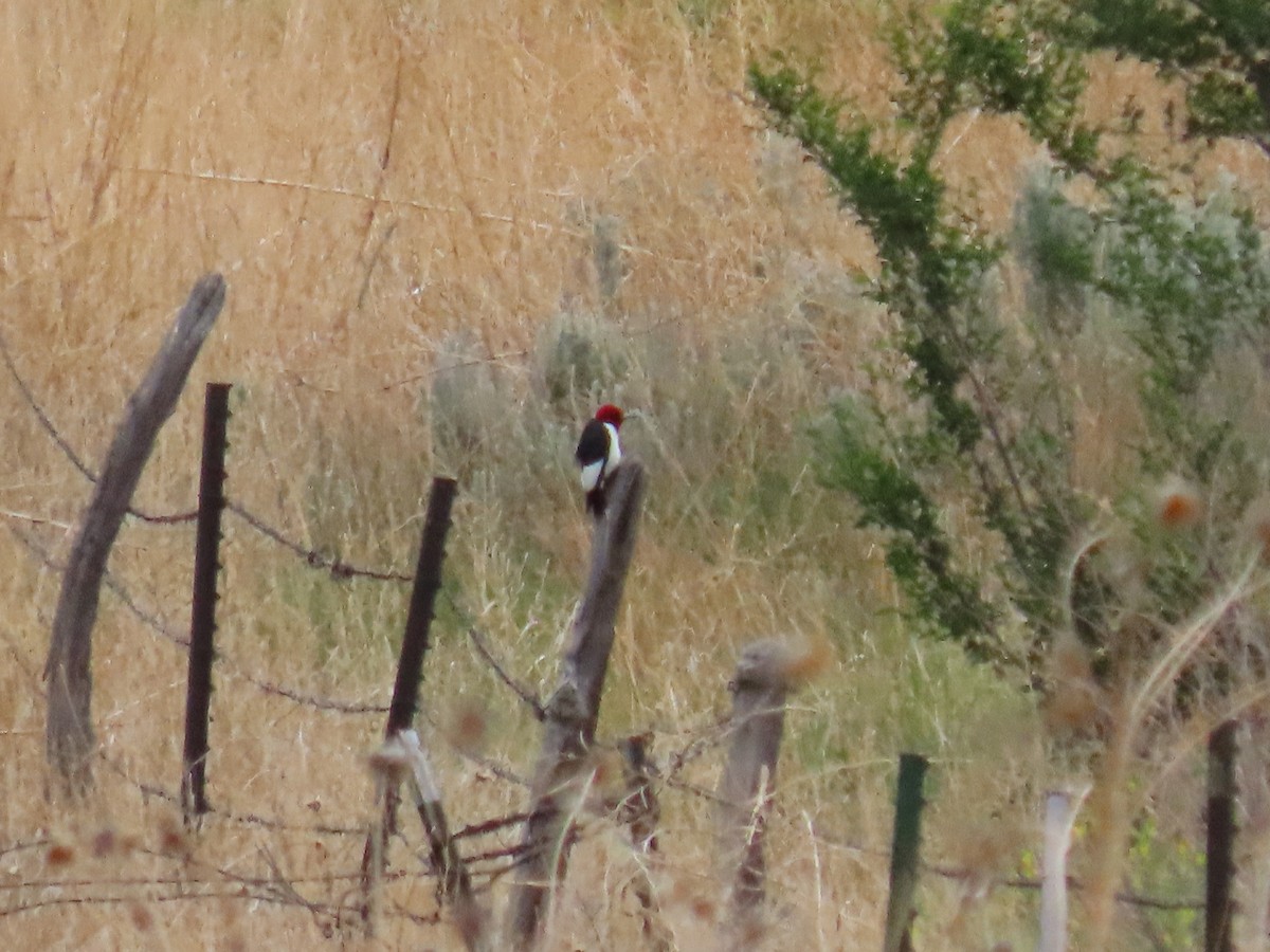 Red-headed Woodpecker - ML620258260