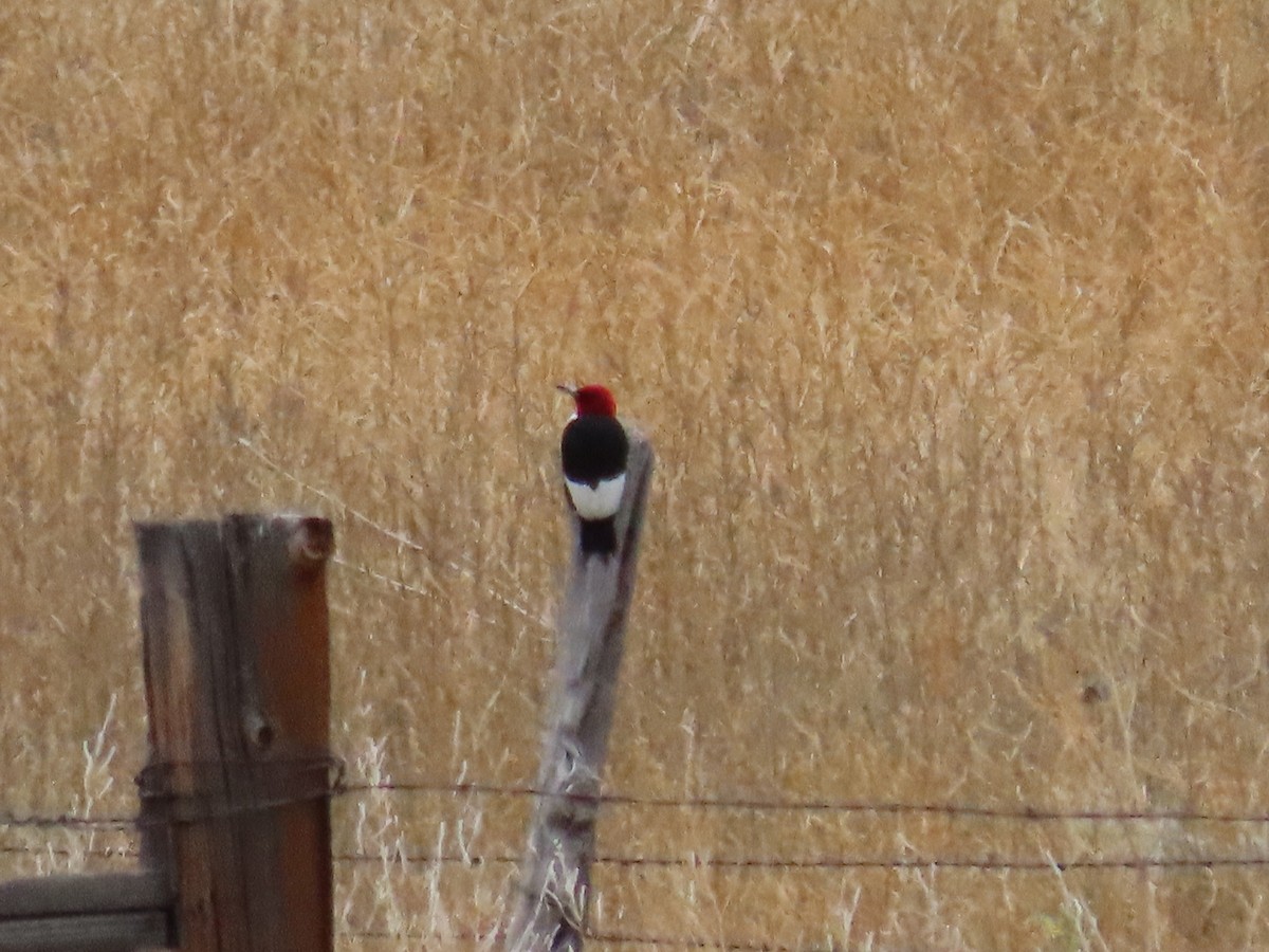 Red-headed Woodpecker - ML620258261