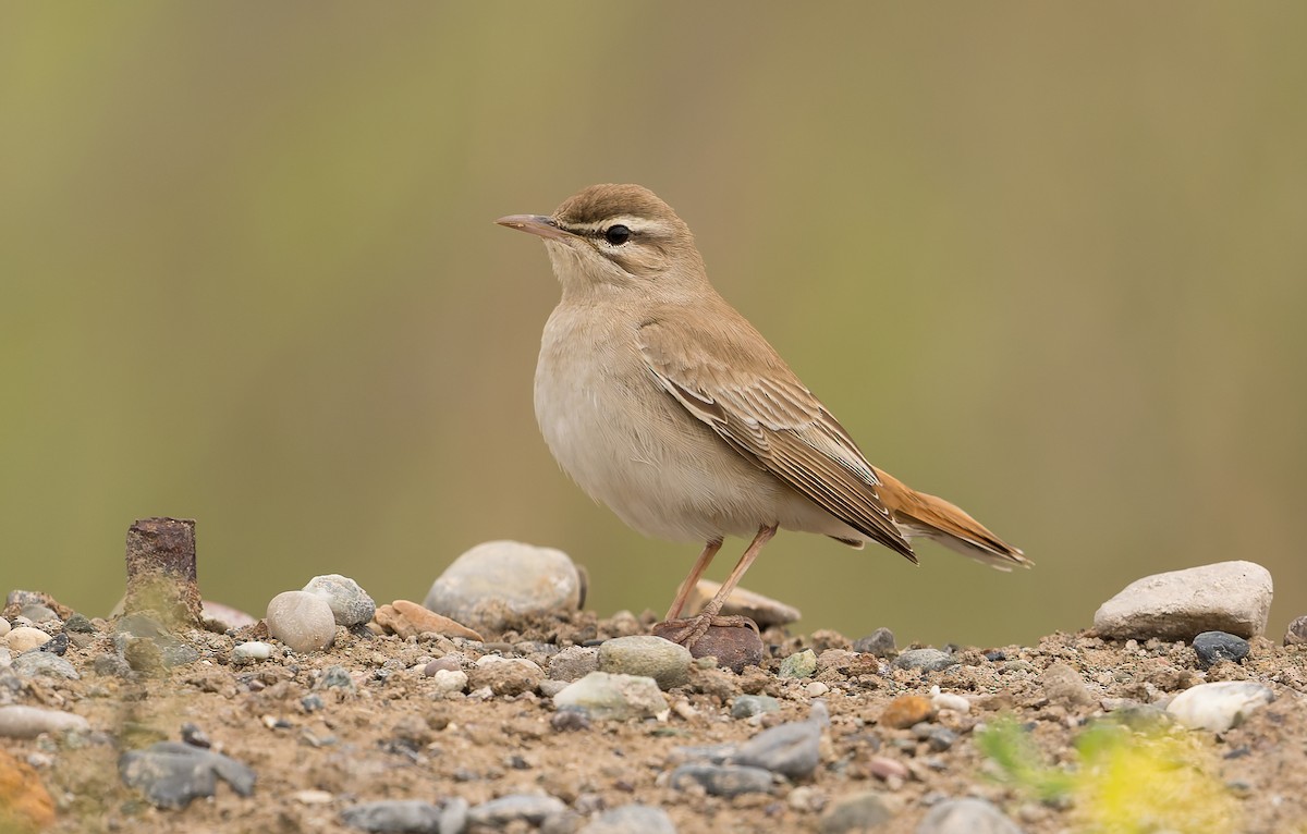 Rufous-tailed Scrub-Robin - ML620258278