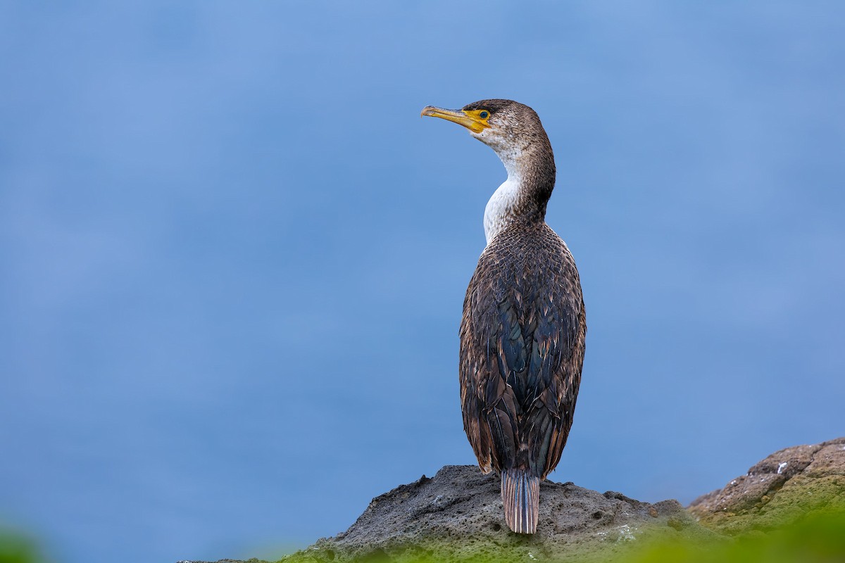 Cormoran de Temminck - ML620258280