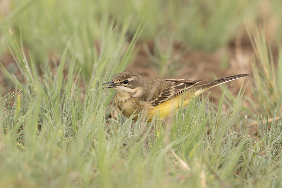 Western Yellow Wagtail - ML620258284