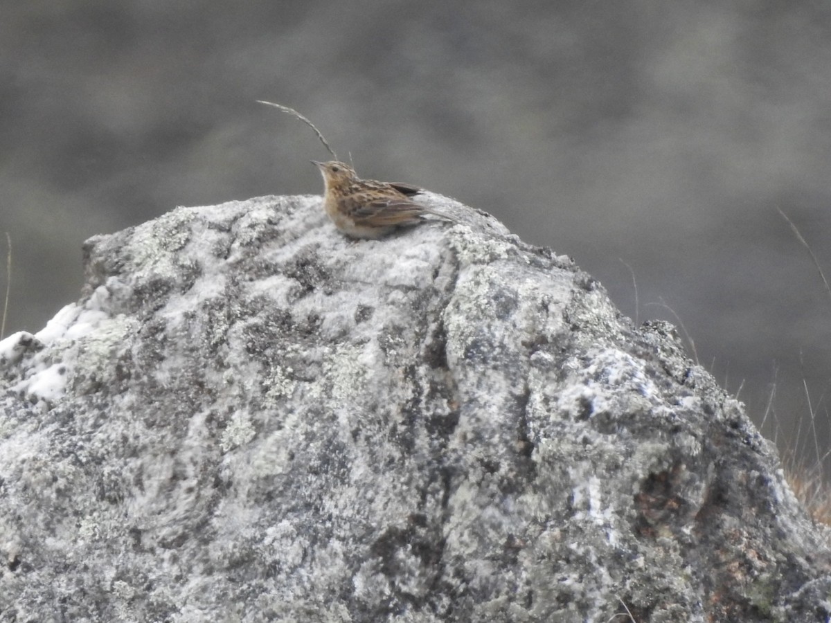 Pipit du paramo - ML620258285