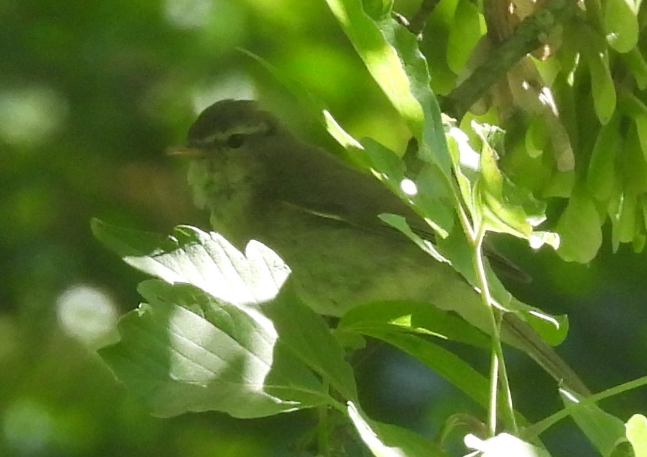 Iberian Chiffchaff - ML620258286