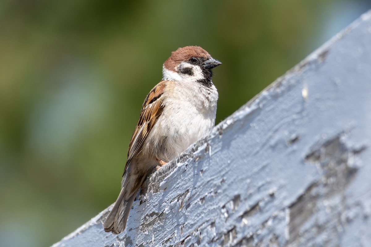 Eurasian Tree Sparrow - ML620258289