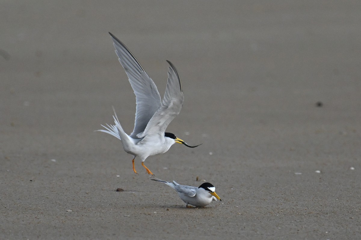 Little Tern - ML620258293