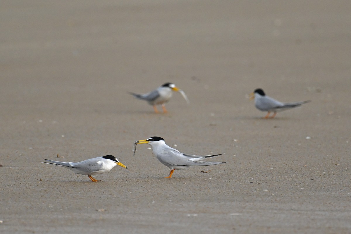 Little Tern - ML620258294