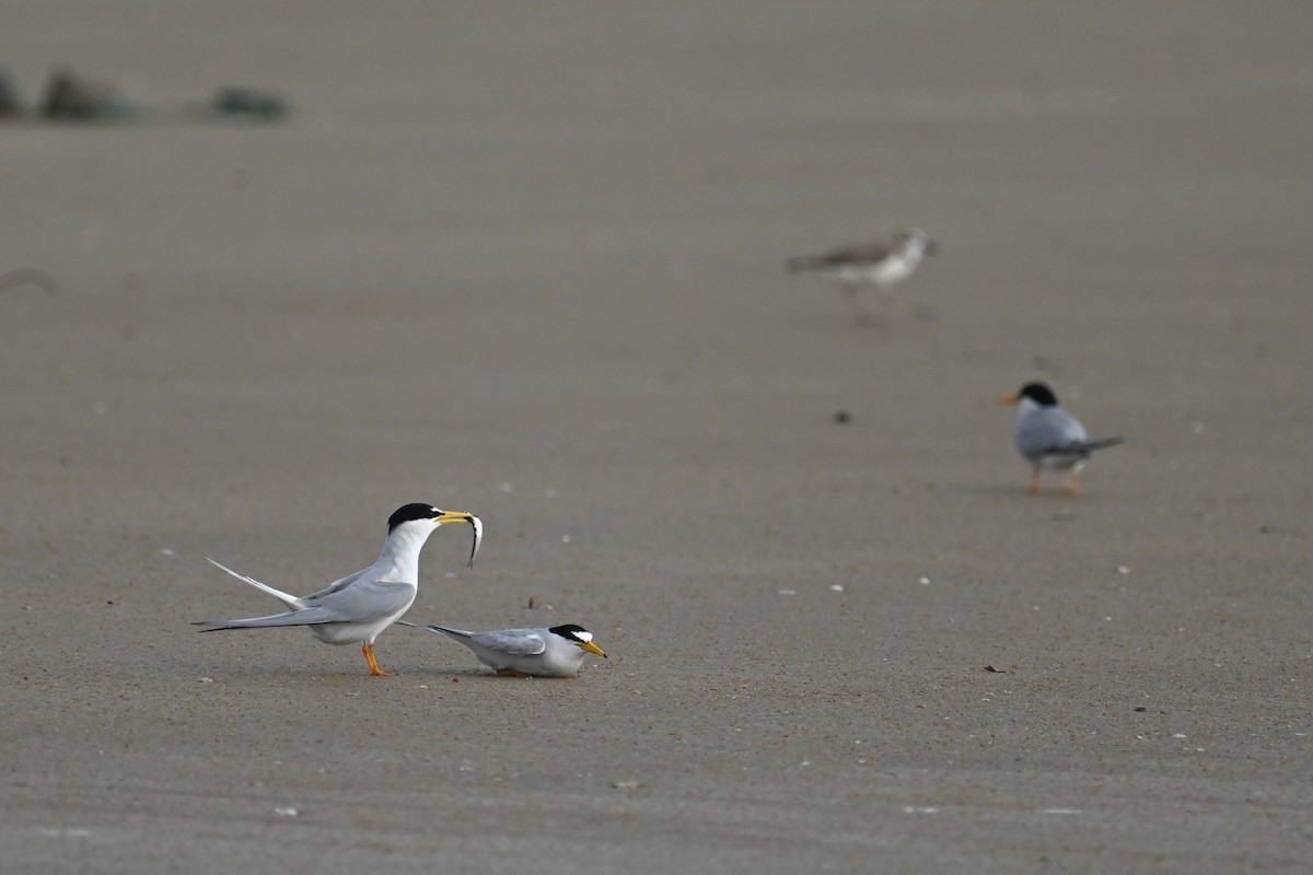 Little Tern - ML620258295