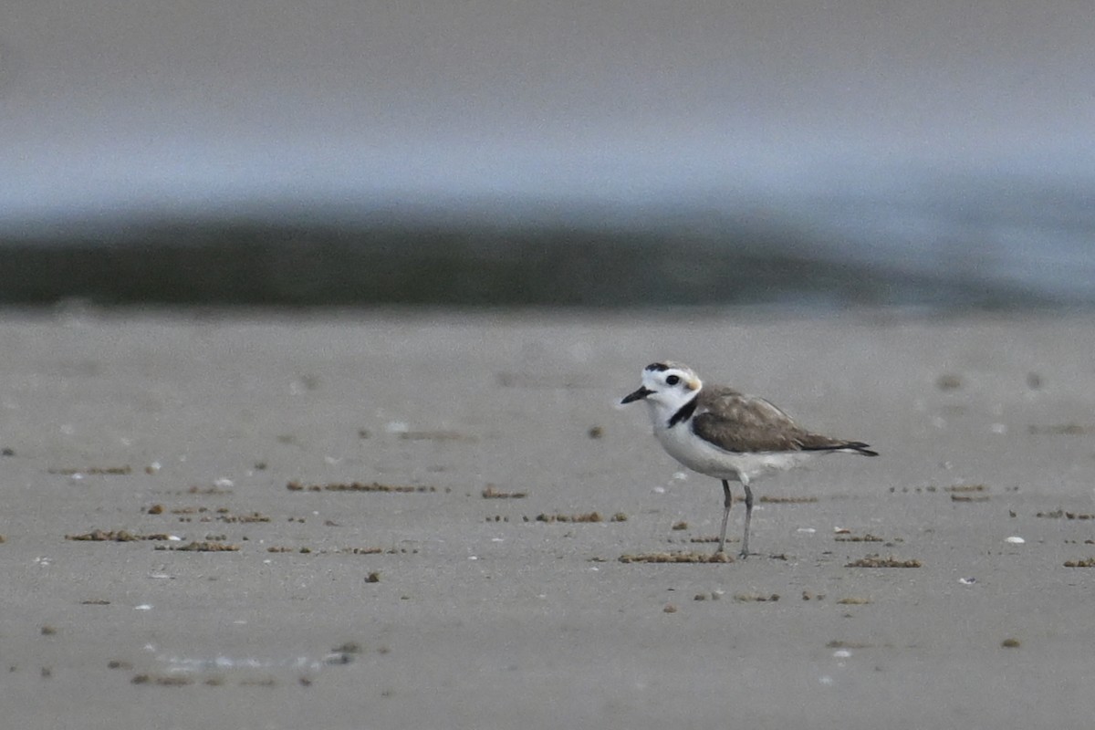 White-faced Plover - ML620258303