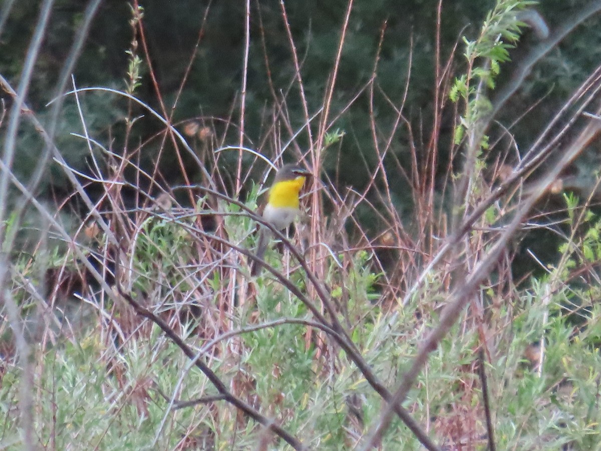 Yellow-breasted Chat - ML620258304