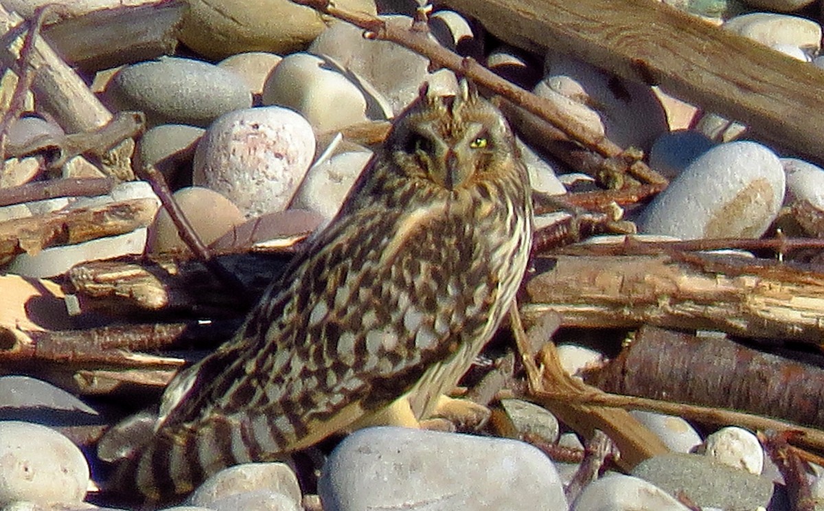 Short-eared Owl - ML620258306