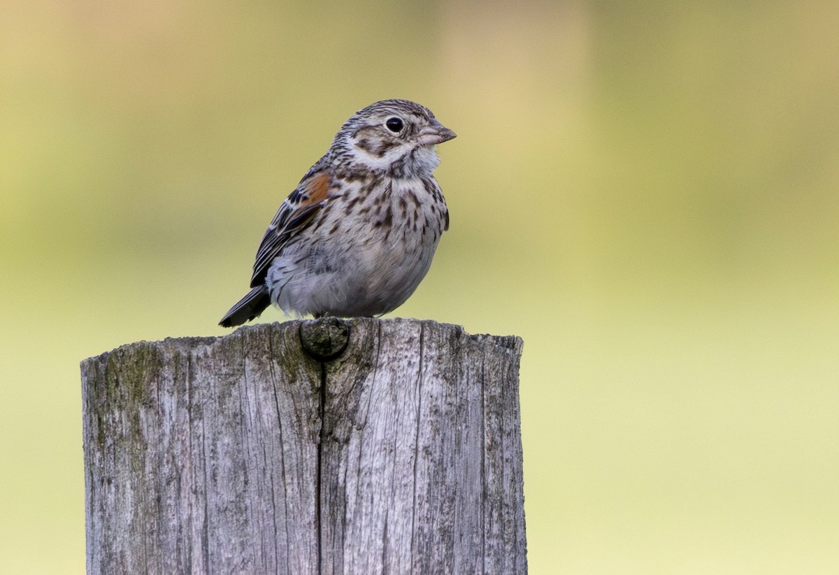 Vesper Sparrow - ML620258310