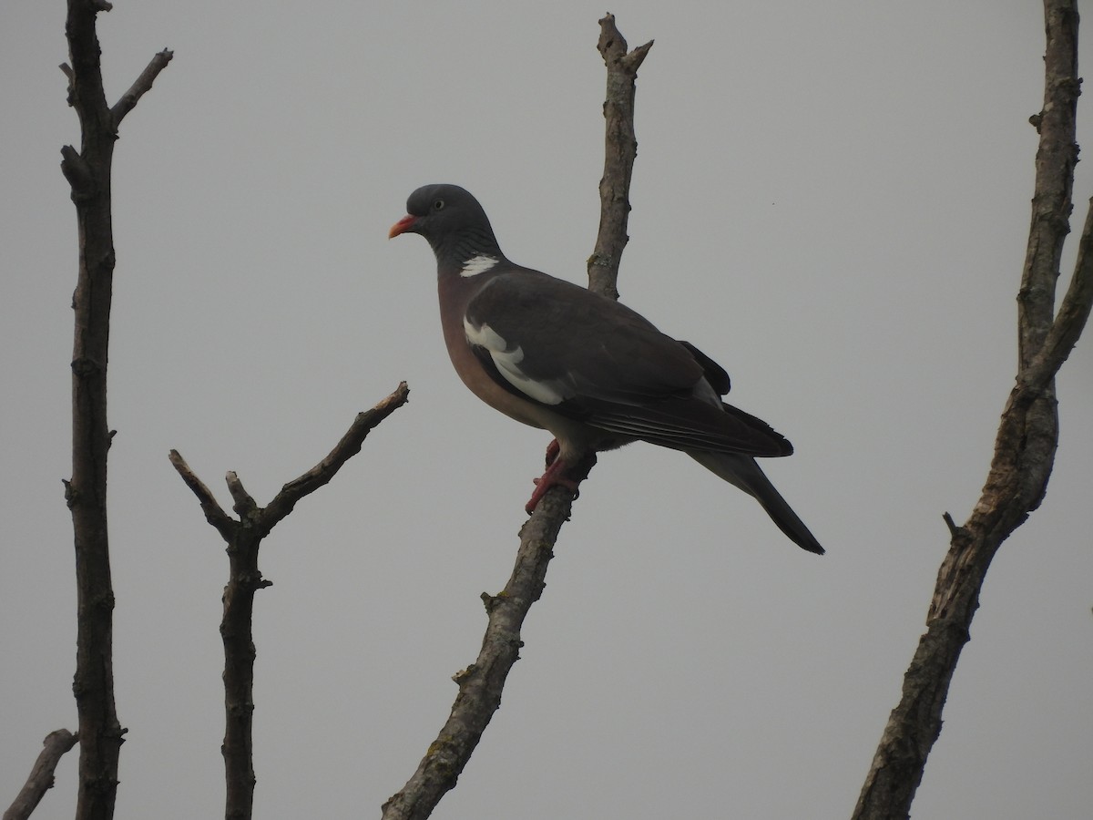 Common Wood-Pigeon - ML620258312