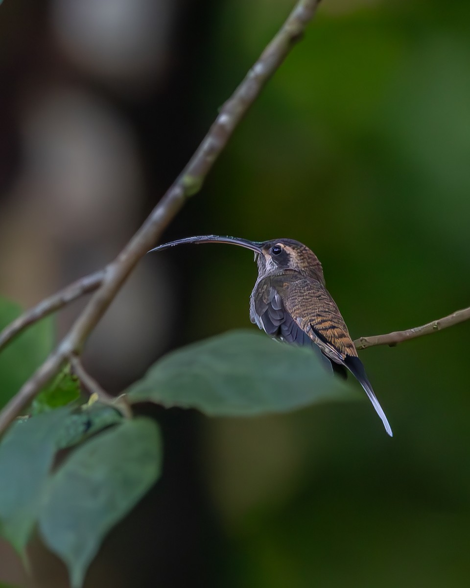 Длинноклювый колибри-отшельник - ML620258316