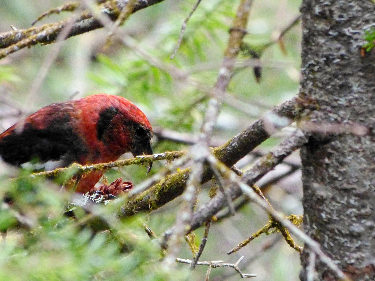 White-winged Crossbill - ML620258334