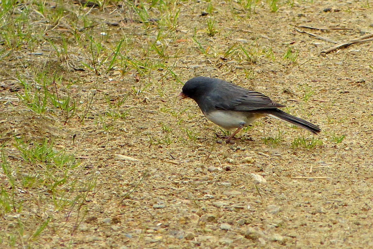 Dark-eyed Junco - ML620258340