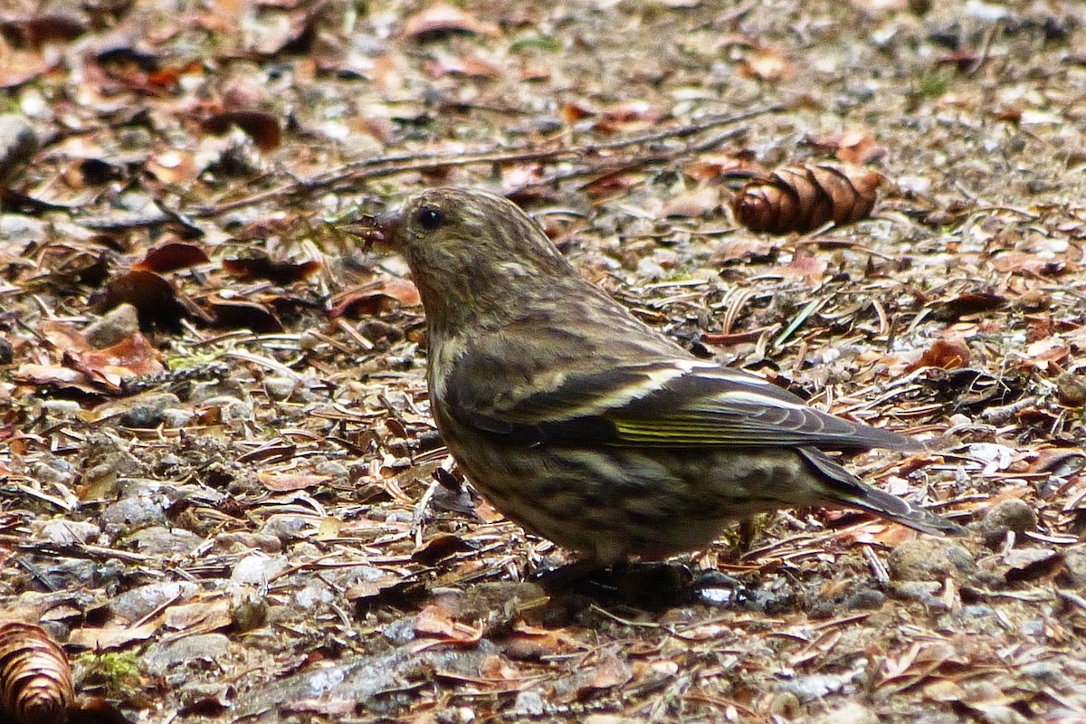 Pine Siskin - Maurice Raymond