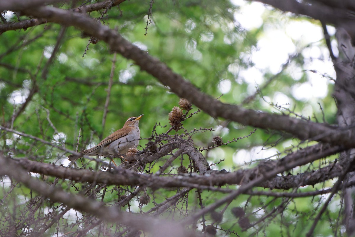 Gray-sided Thrush - ML620258346