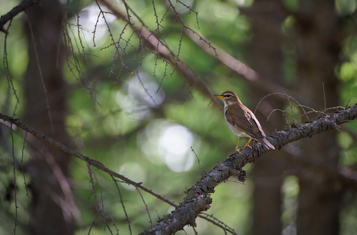 Gray-sided Thrush - ML620258347