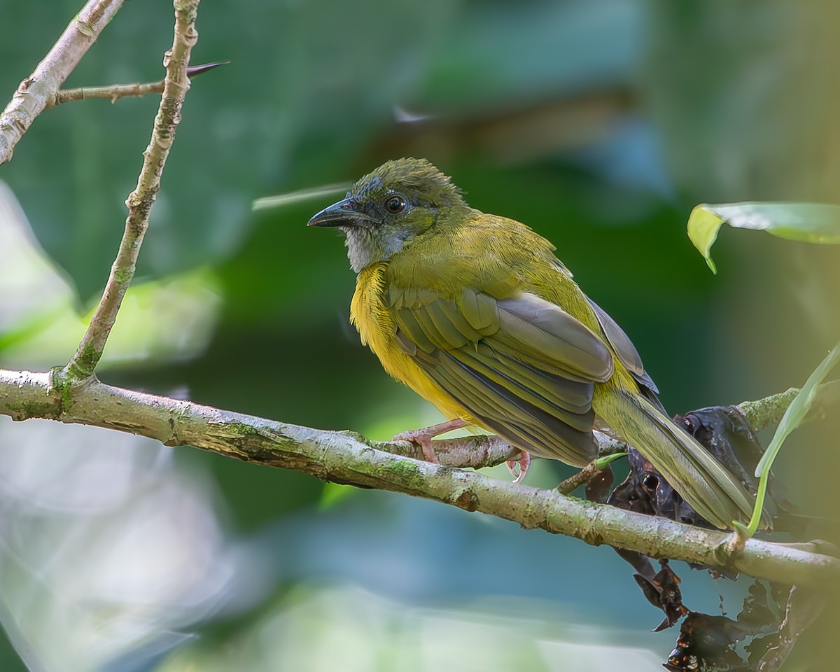 Gray-headed Tanager - ML620258349