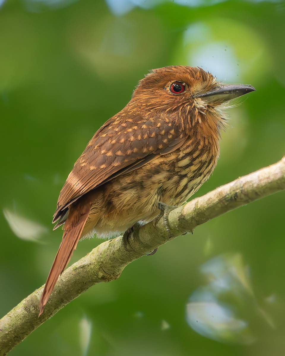 White-whiskered Puffbird - ML620258361