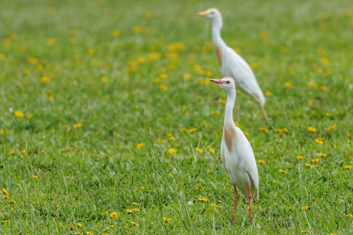 Western Cattle Egret - ML620258375