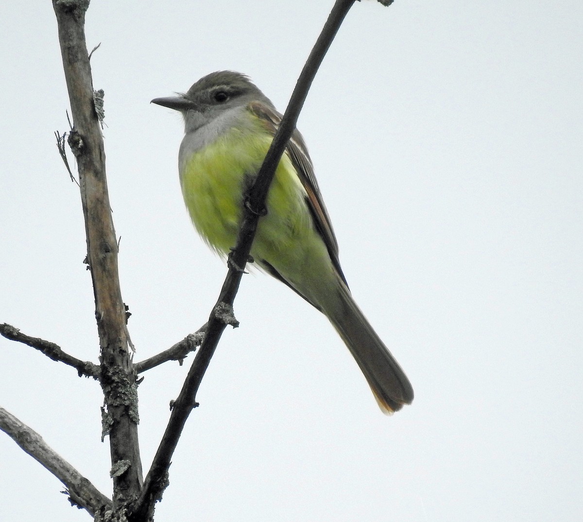 Great Crested Flycatcher - ML620258377