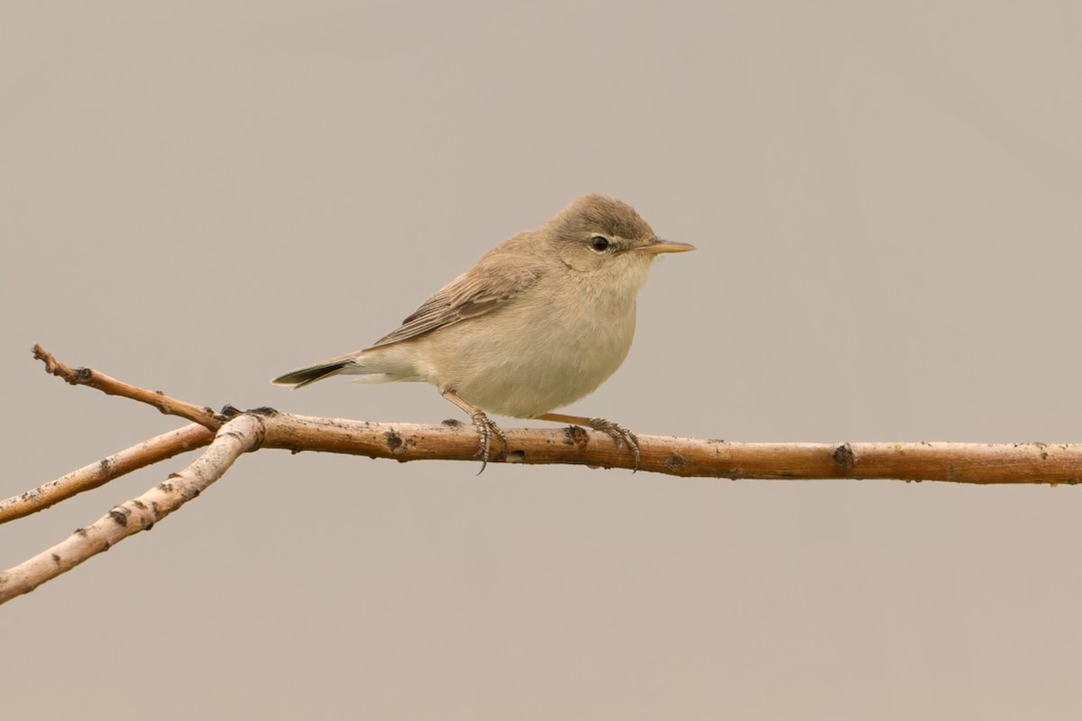 Eastern Olivaceous Warbler - ML620258384