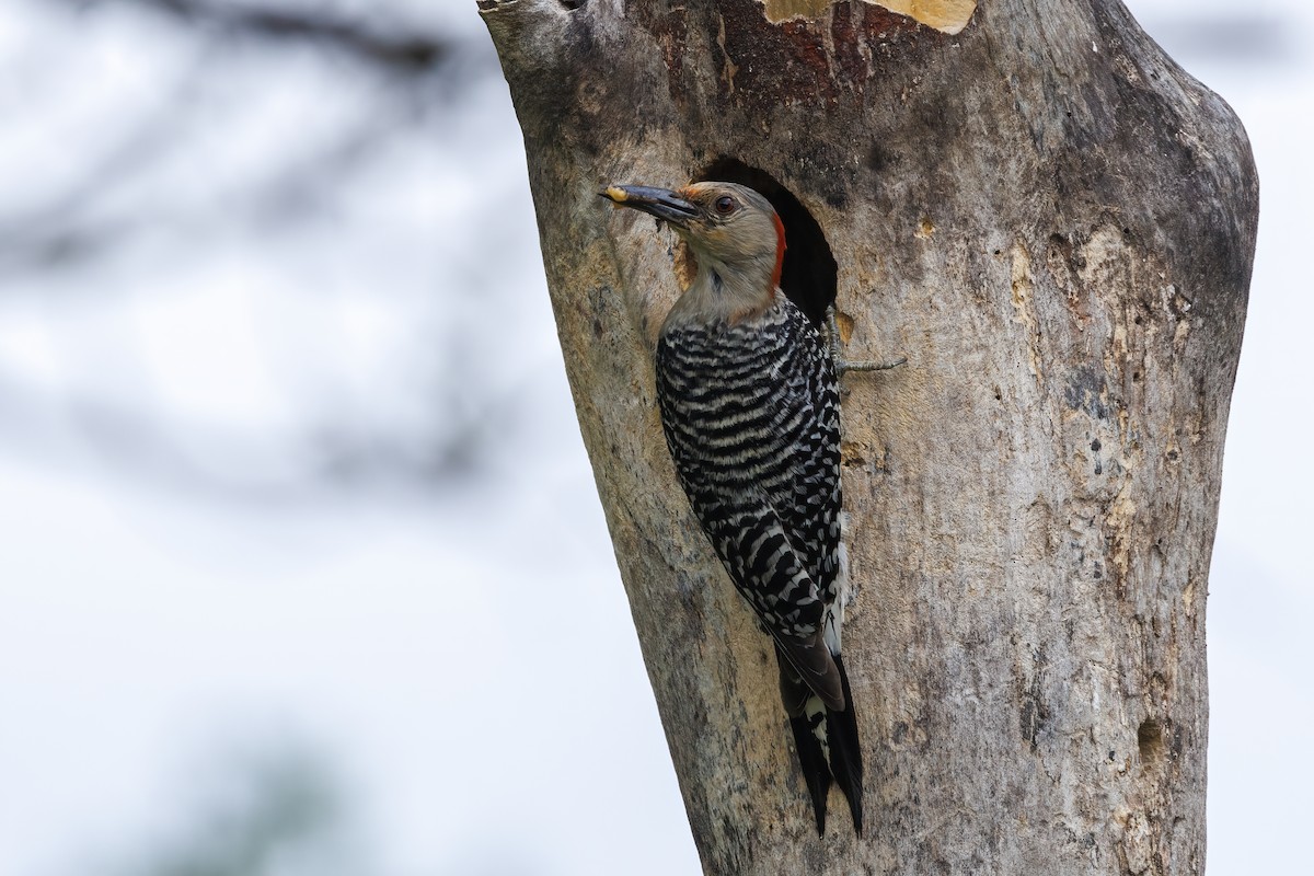Red-bellied Woodpecker - ML620258385