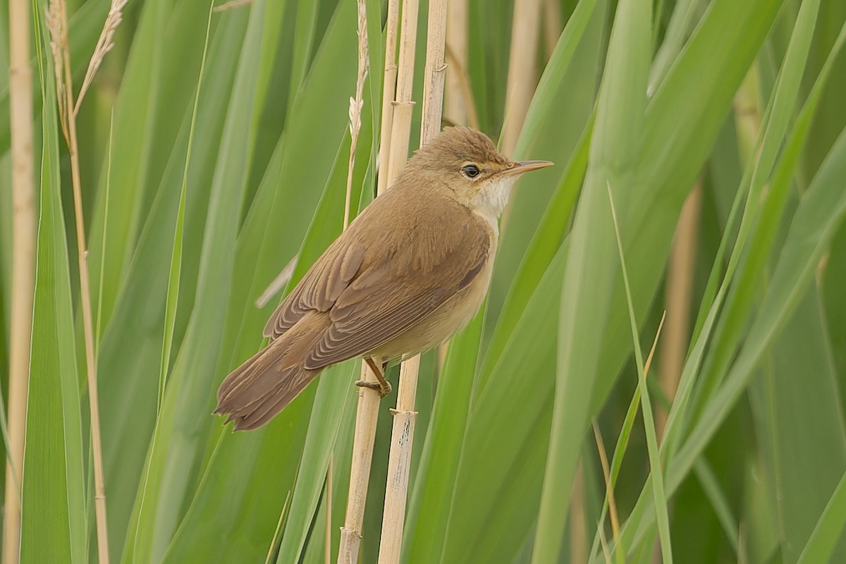 Common Reed Warbler - ML620258387